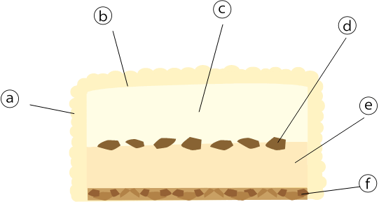 チーズケーキ断面図