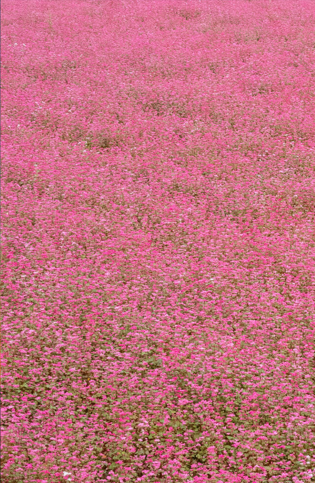 シーズナルギフト