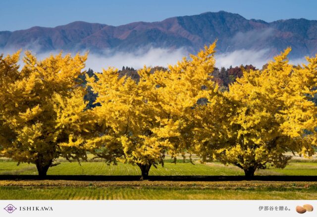 シーズナルギフトー中川村 渡場のイチョウ並木