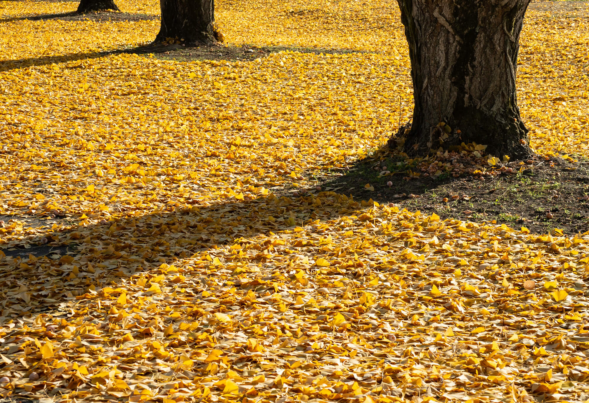中川村 渡場のイチョウ並木14