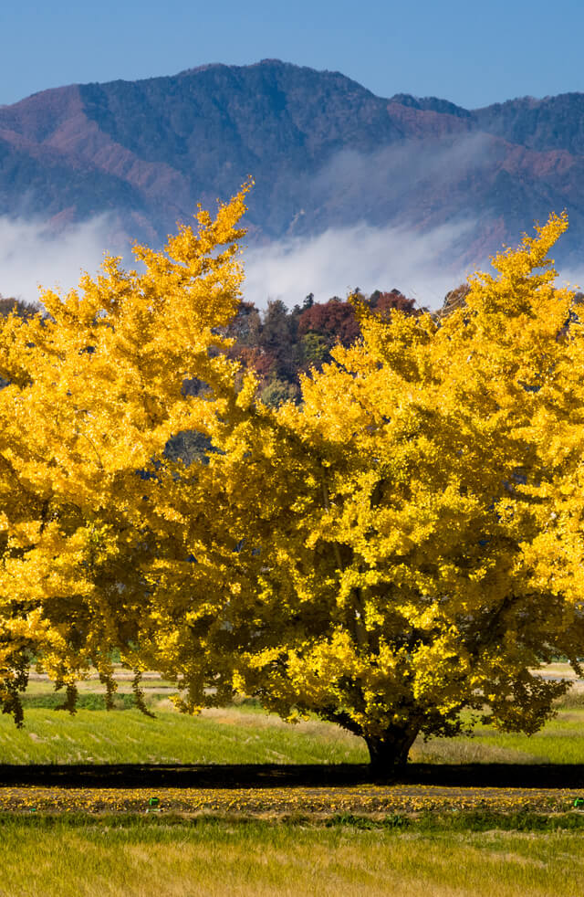 シーズナルギフト