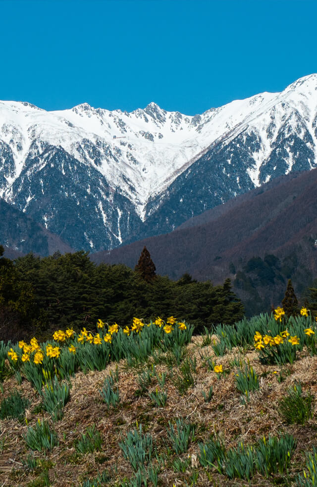 シーズナルギフト